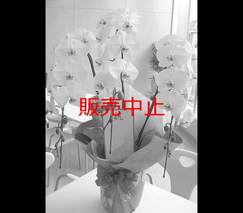 胡蝶蘭 白 18,700円（税込）2