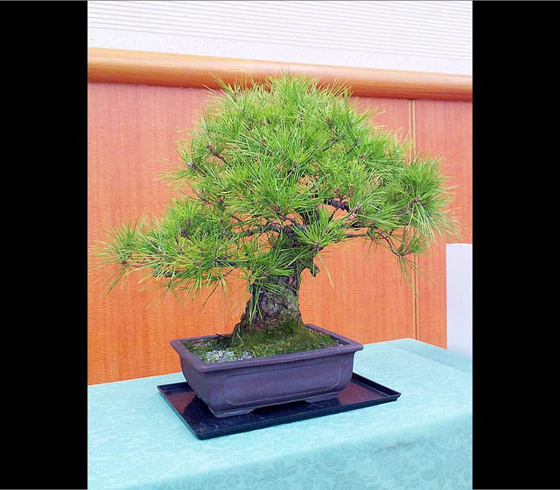 松盆栽レンタル仙台 観葉植物の宮城貸鉢センター