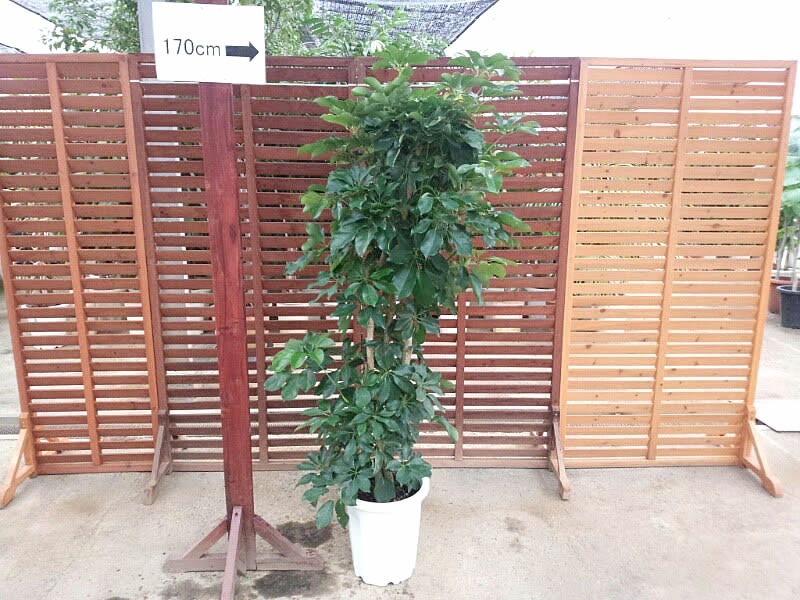 枝ホンコン