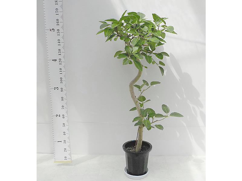 フィカス アルテシマ | 観葉植物通販の宮城貸鉢センター 2020/05/11入荷