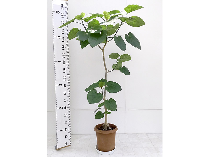 観葉植物 仙台の宮城貸鉢センター 1ページ目 観葉植物 仙台の宮城貸鉢センター 1ページ目