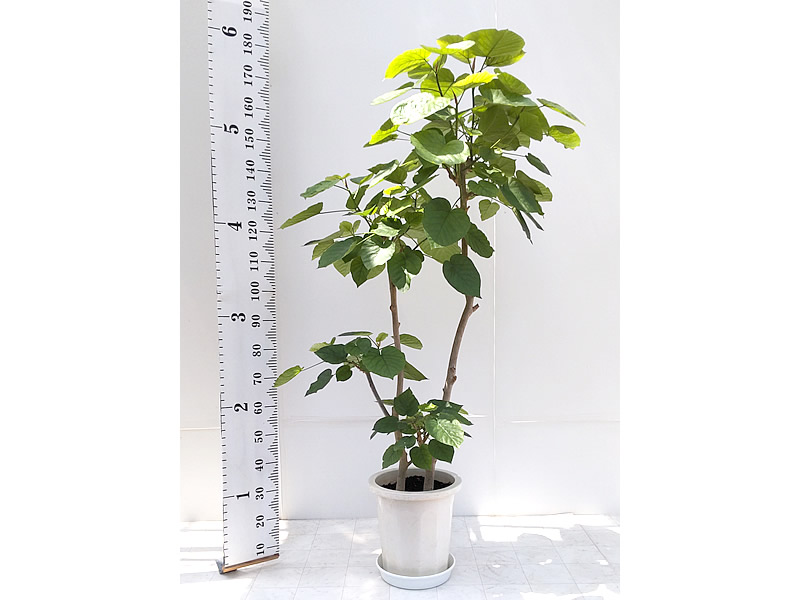 観葉植物 仙台の宮城貸鉢センター 1ページ目 観葉植物 仙台の宮城貸鉢センター 1ページ目