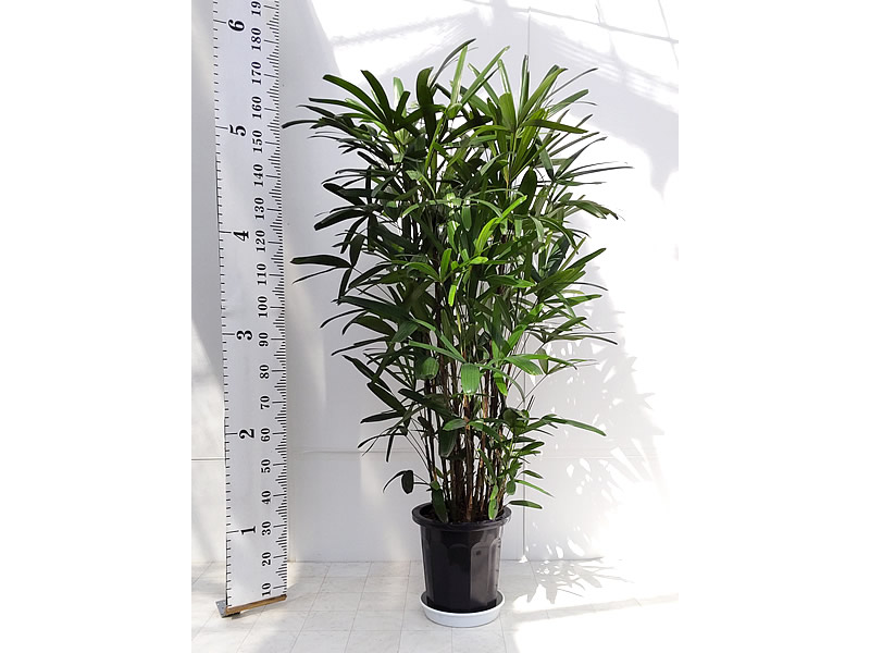 観葉植物 仙台の宮城貸鉢センター 1ページ目 観葉植物 仙台の宮城貸鉢センター 1ページ目