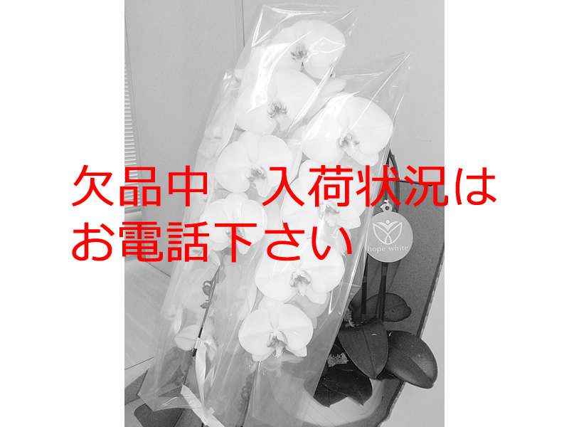胡蝶蘭3本立ち2