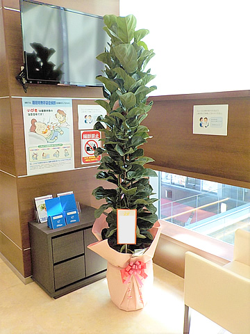 2020/10/01お届けのカシワバゴムノキの写真です