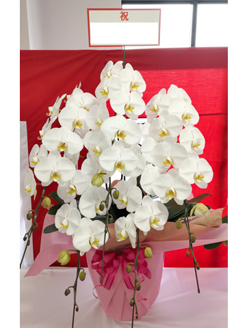 胡蝶蘭 白 38,500円（税込）の写真です