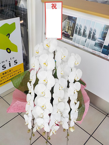 胡蝶蘭 白 22,000円（税込）の写真です