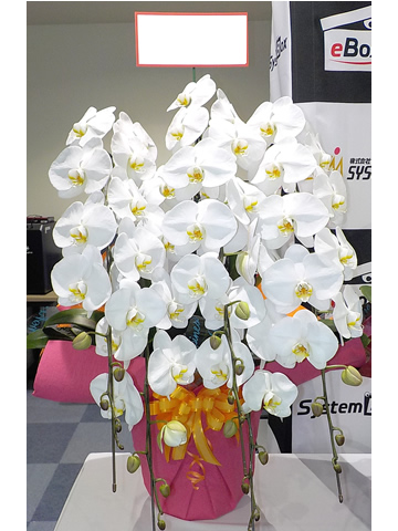 胡蝶蘭 白 38,500円（税込）の写真です